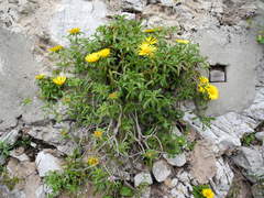 Calendula suffruticosa algarbiensis