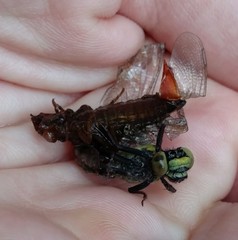 Octogomphus specularis