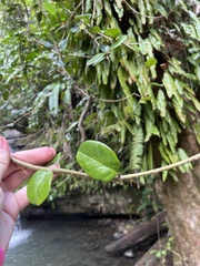 Schlegelia brachyantha