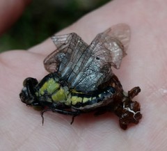 Octogomphus specularis