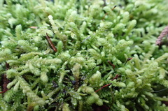 Claopodium bolanderi