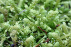 Claopodium bolanderi