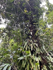 Schlegelia brachyantha