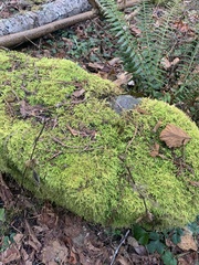 Claopodium bolanderi