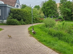 Branta canadensis