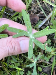 Delphinium nudicaule