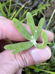 Delphinium nudicaule