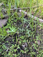 Delphinium nudicaule