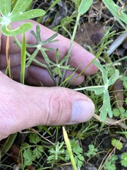 Delphinium nudicaule