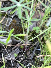 Delphinium nudicaule