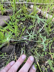 Delphinium nudicaule
