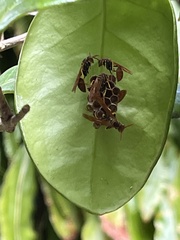 Mischocyttarus phthisicus