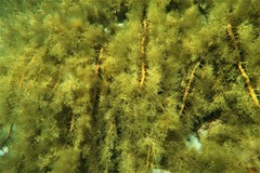 Cystophora moniliformis