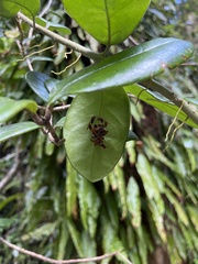 Mischocyttarus phthisicus