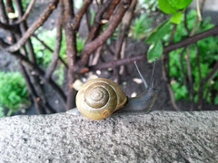 Cepaea nemoralis