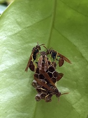 Mischocyttarus phthisicus