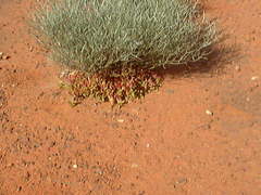 Leptosema chambersii