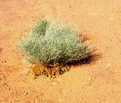 Leptosema chambersii