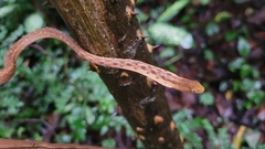 Thamnodynastes pallidus