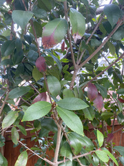 Elaeodendron croceum