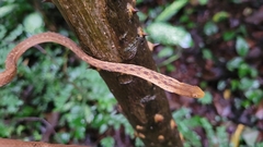 Thamnodynastes pallidus