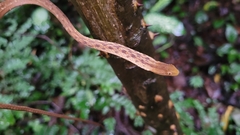 Thamnodynastes pallidus