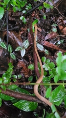 Thamnodynastes pallidus