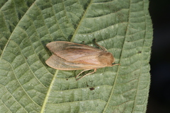 Pseudohemihyalea celsicola