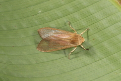 Pseudohemihyalea celsicola
