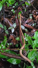 Thamnodynastes pallidus