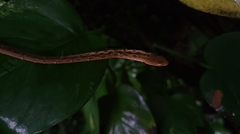 Thamnodynastes pallidus