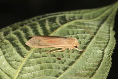 Pseudohemihyalea celsicola