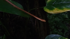 Thamnodynastes pallidus