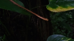 Thamnodynastes pallidus