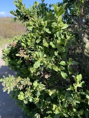 Baccharis pilularis consanguinea