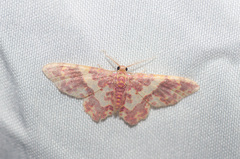 Eois escamata