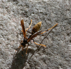 Polistes comanchus navajoe
