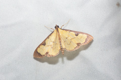 Goniorhynchus hampsoni