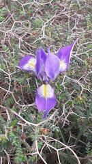 Iris unguicularis syriaca
