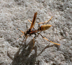 Polistes comanchus navajoe