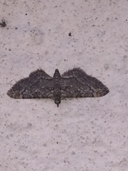 Gymnoscelis rufifasciata