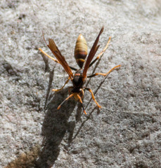 Polistes comanchus navajoe