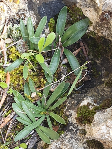 Hyacinthoides lingulata (Hyacinthoides lingulata)
