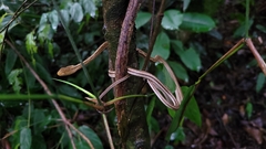 Thamnodynastes pallidus