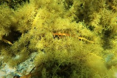 Cystophora moniliformis