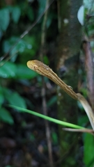 Thamnodynastes pallidus