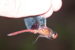 Erythrodiplax ines