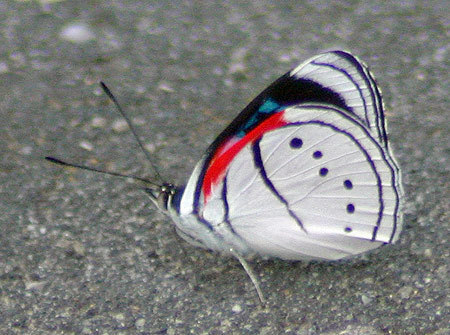 Mesotaenia