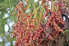 Areca catechu