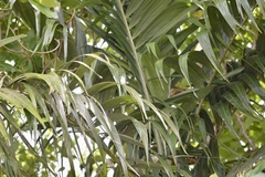 Areca catechu